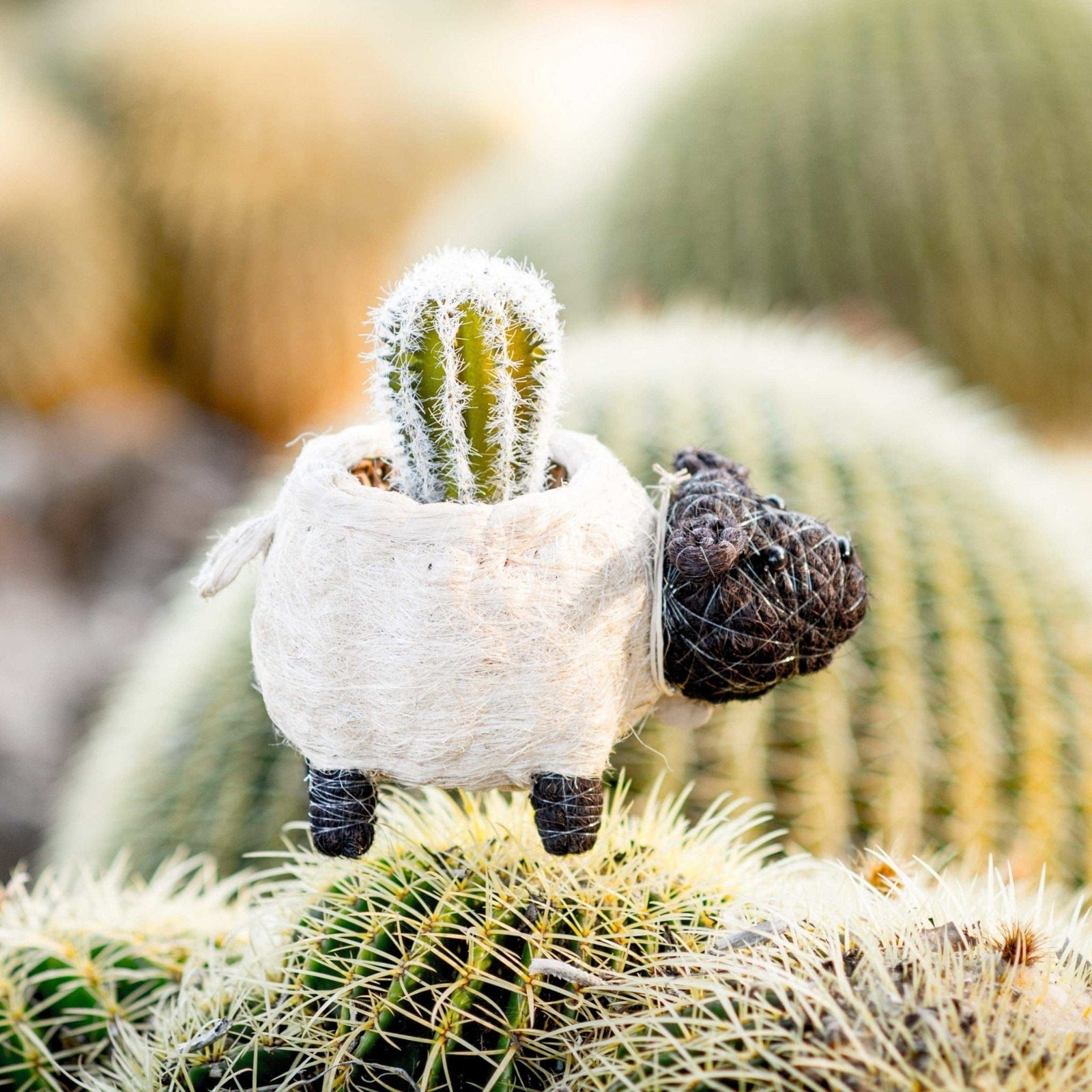 LIKHÂ Sheep Planter - Coco Coir Pots | LIKHÂ by LIKHÂ