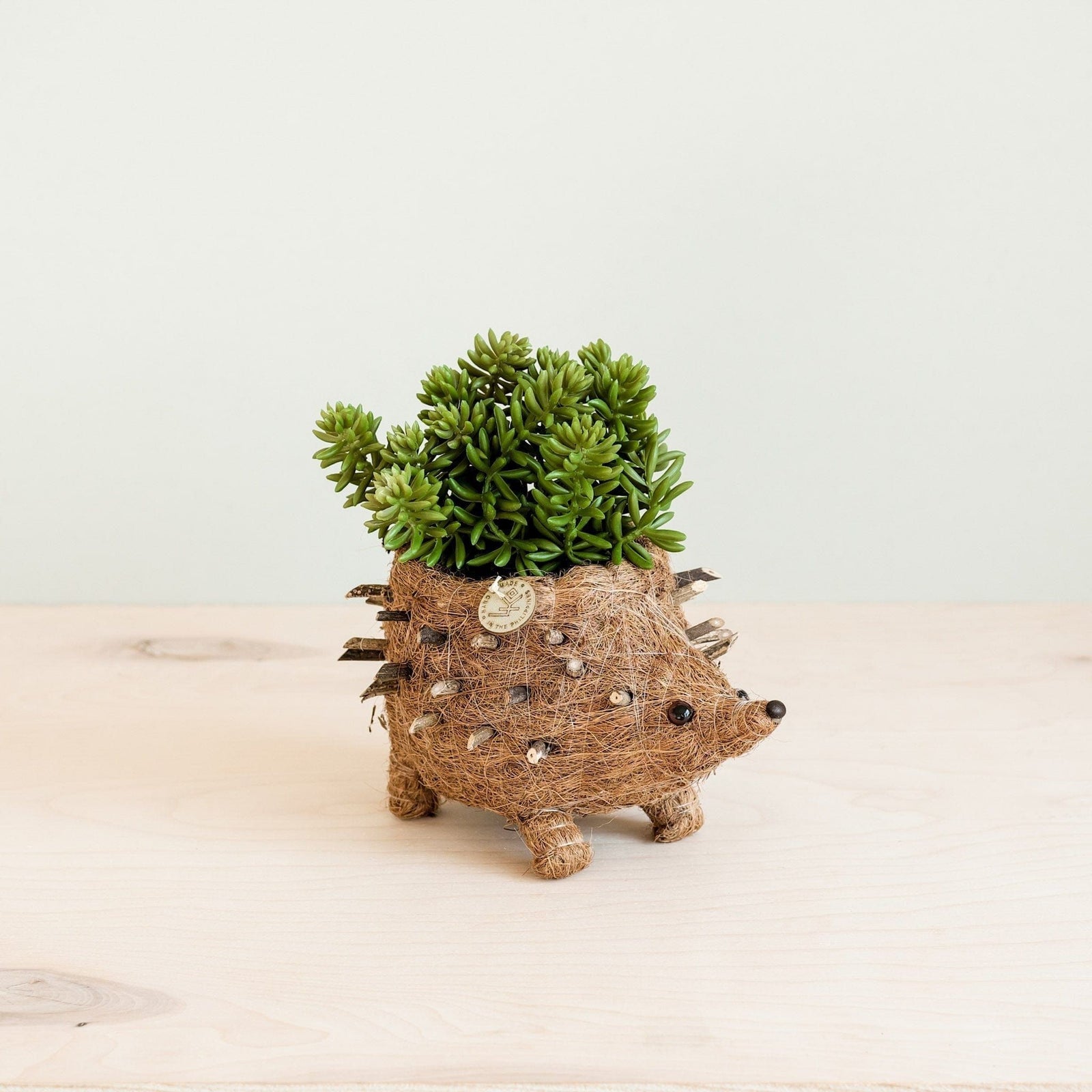 LIKHÂ Baby Hedgehog Plant Pot - Handmade Planters | LIKHÂ by LIKHÂ