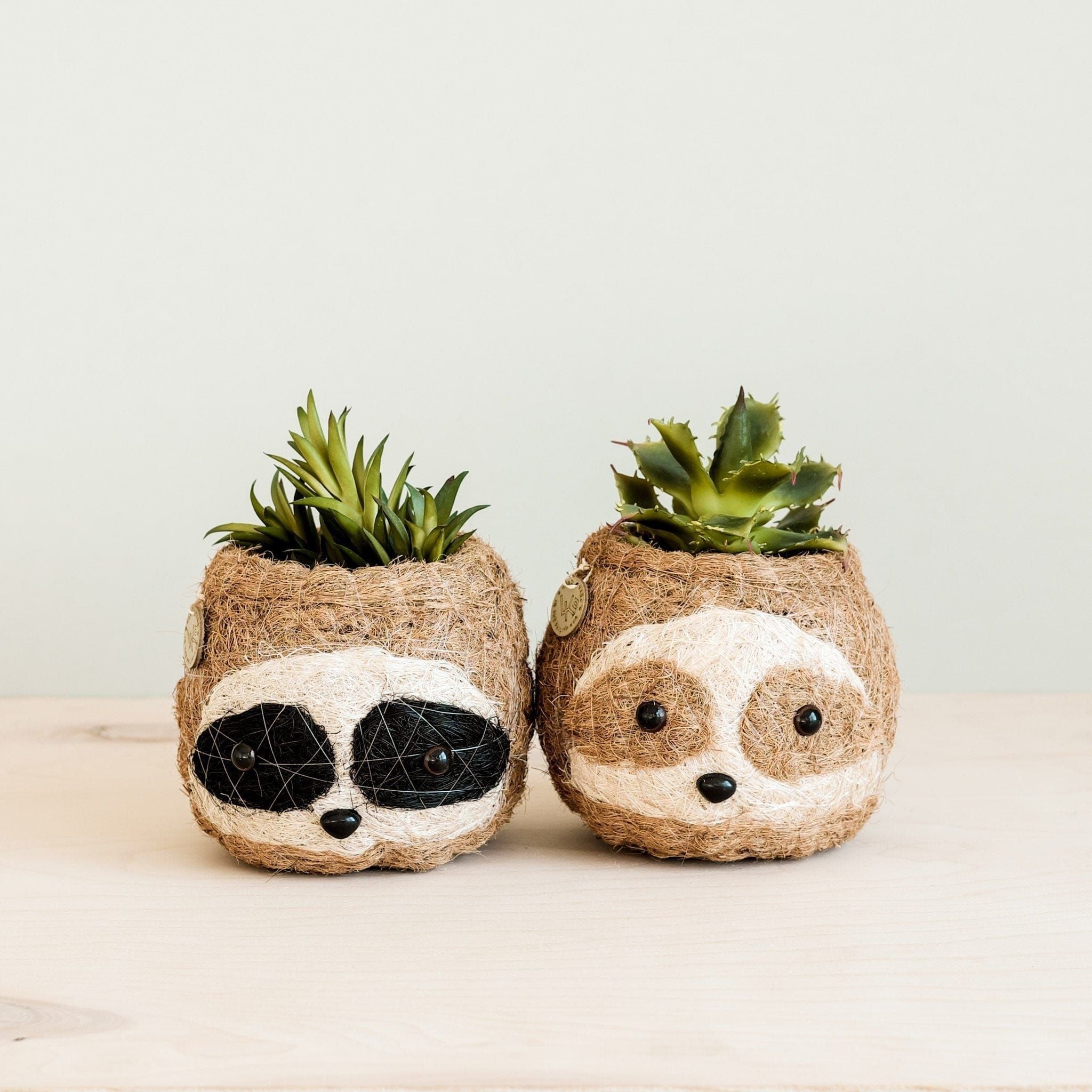sloth succulent pot Two-tone Sloth Coco Coir Planter