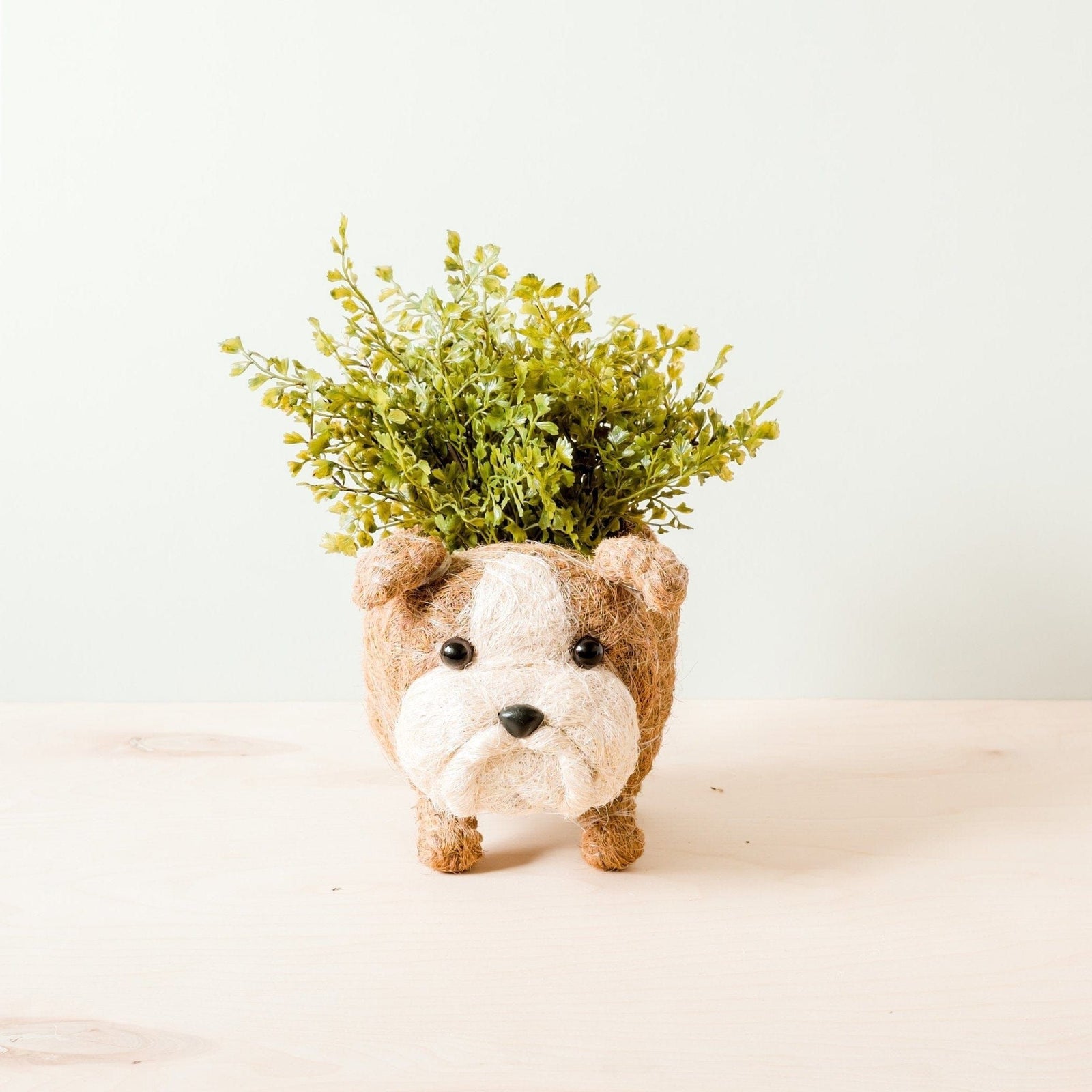 LIKHÂ English Bulldog Planter - Coco Coir Pots | LIKHÂ by LIKHÂ