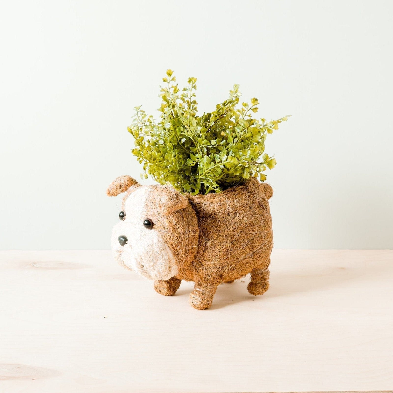 LIKHÂ English Bulldog Planter - Coco Coir Pots | LIKHÂ by LIKHÂ