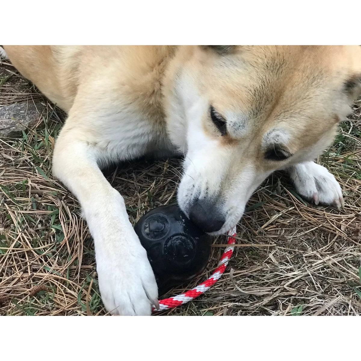 SodaPup/True Dogs, LLC LARGE BLACK SKULL REWARD USA-K9 Magnum Skull Durable Rubber Chew Toy, Treat Dispenser, Reward Toy, Tug Toy, and Retrieving Toy - Black Magnum by SodaPup/True Dogs, LLC