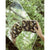 BrunnaCo One size / Black / Linen Sumatran Tiger Clutch in Black by BrunnaCo