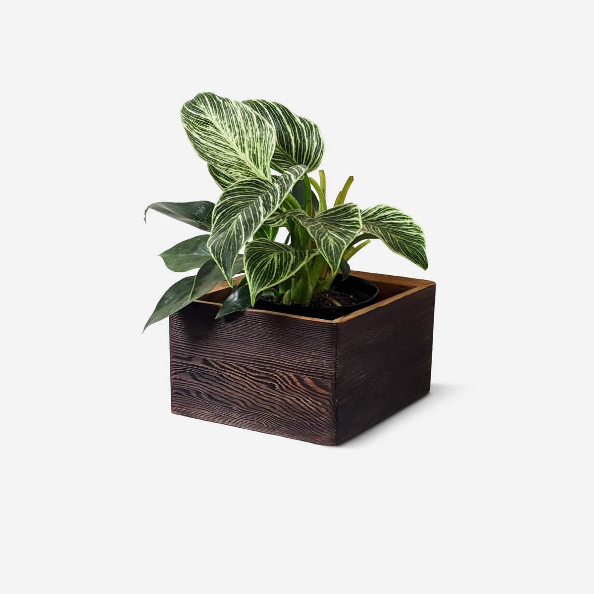 Formr Bling Bling (6&quot; pot) / Brushed brown / One Diamond Self-Watering, Wall-Mounted Planter by Formr