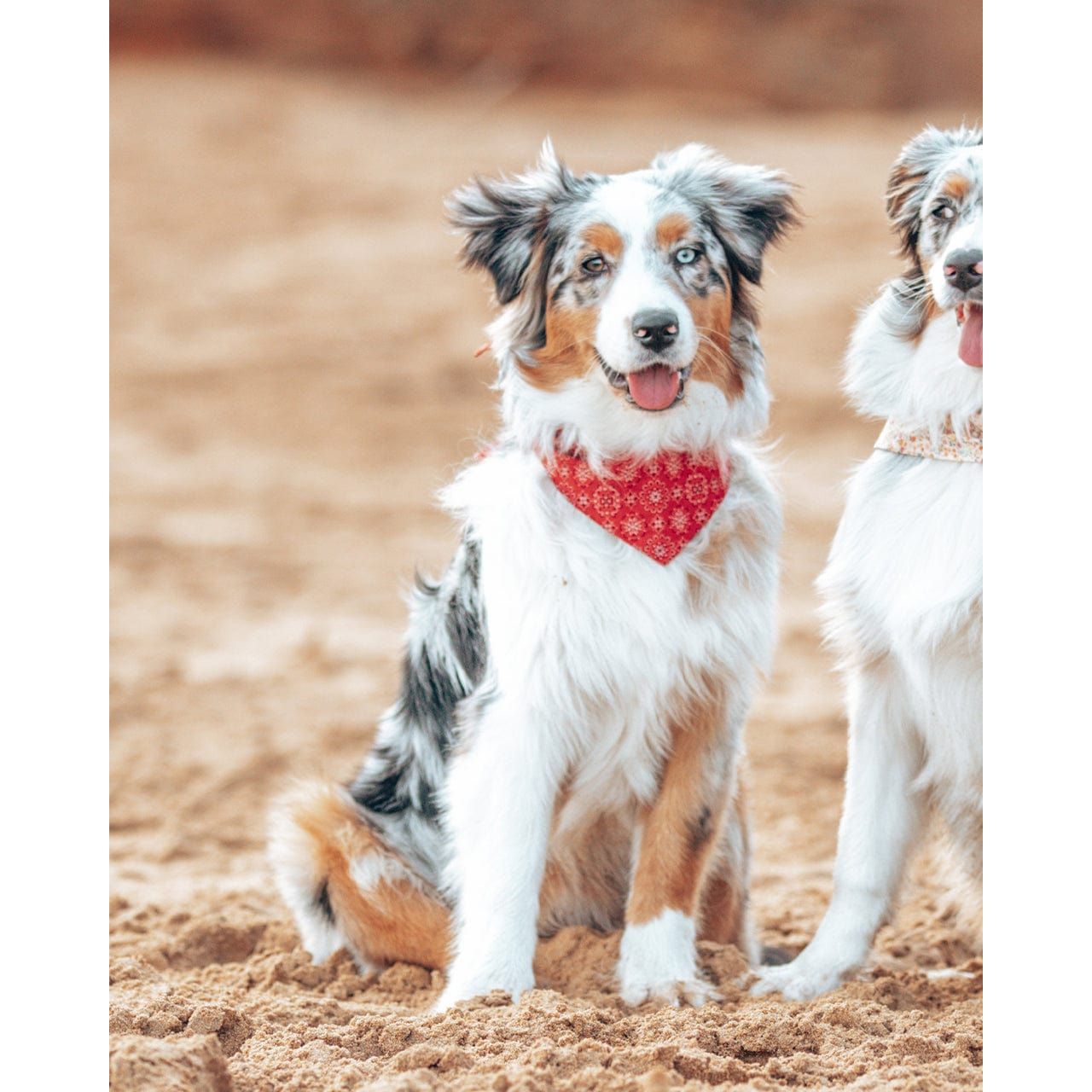 MODERNBEAST Classic Red / XS CLASSIC BANDANA by MODERNBEAST